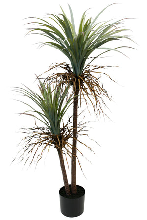 Potted Ponytail Palm w/ 2 Heads 135cm