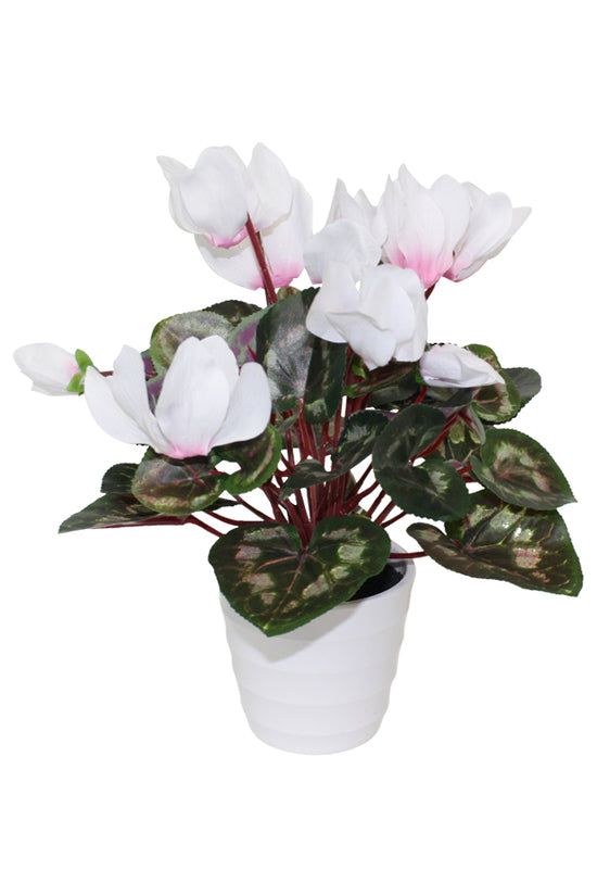 Cyclamen in White Pot