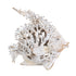 White Coral Look Angel Fish