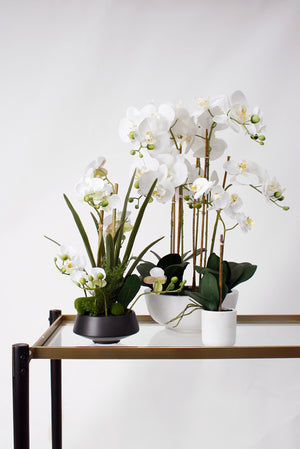 White Pot Phalaenopsis Orchid 33cm