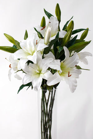 Rubrum Lily White