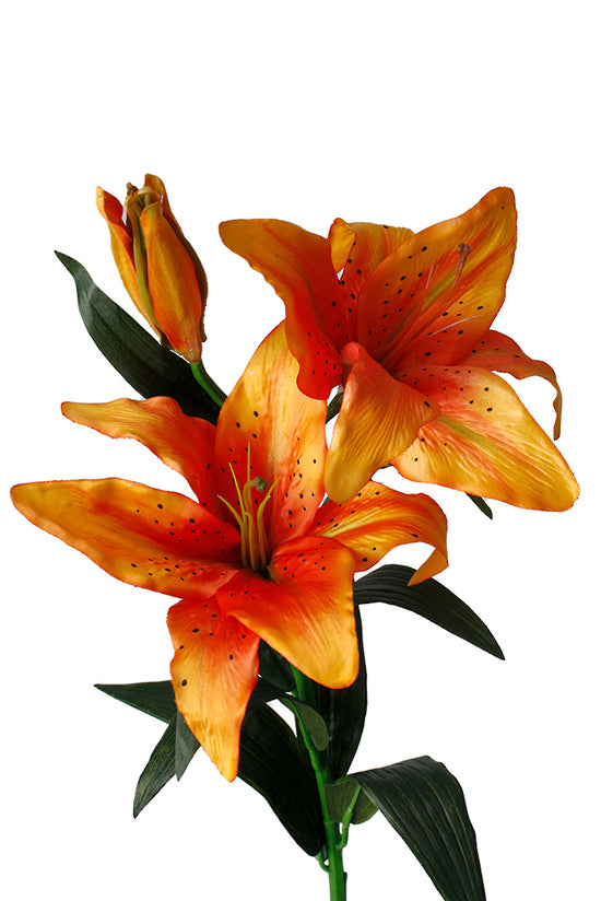 Tiger Lily Orange