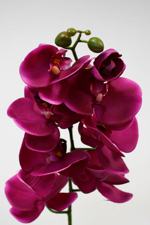 Large Phalaenopsis 95cm Fuschia