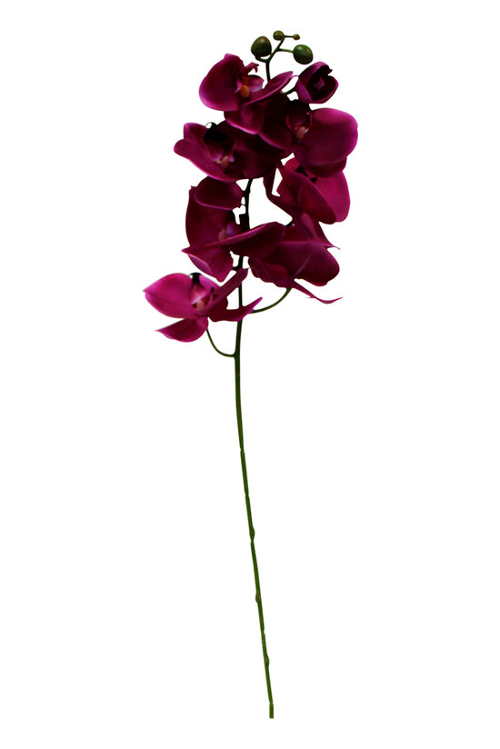 Large Phalaenopsis 95cm Fuschia