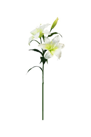 Casablanca Lily