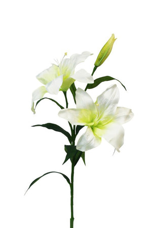 Casablanca Lily