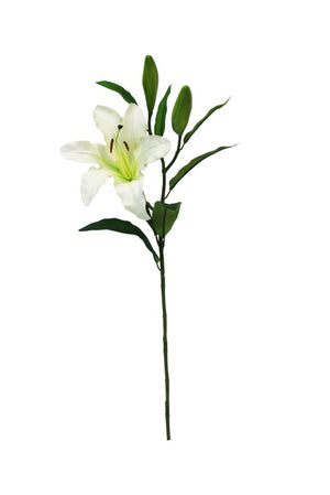 Rubrum Lily White