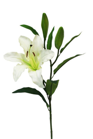 Rubrum Lily White