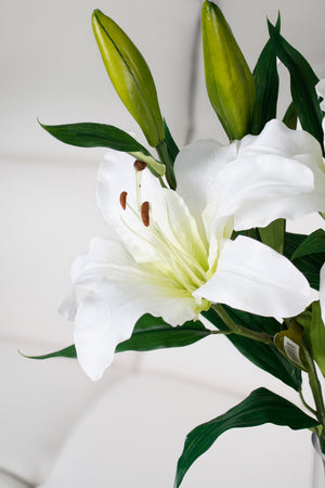 Rubrum Lily White