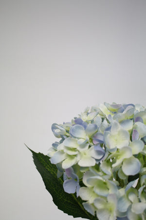 Hydrangea Short Stem 45cm Blue