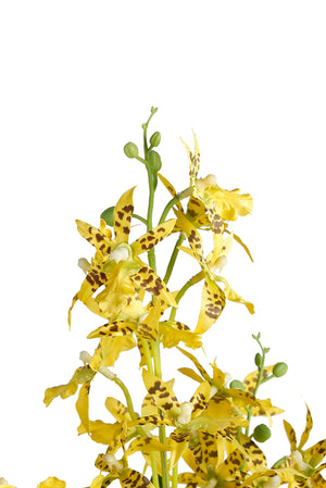 Potted Dancing Orchid 58cm