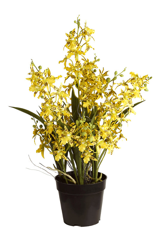 Potted Dancing Orchid 58cm