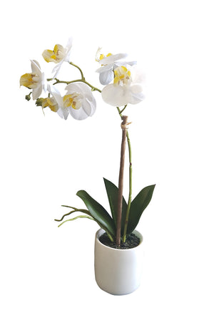 White Pot Phalaenopsis Orchid 33cm