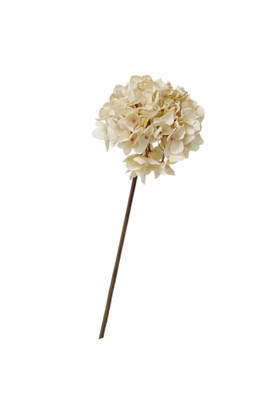 Dried-Look Hydrangea Cream