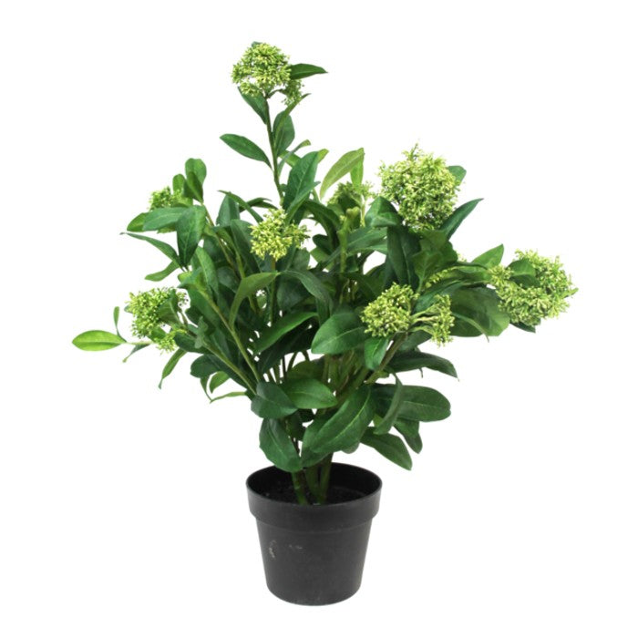 Potted Skimmia Plant  65cm