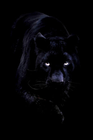 Panther Glass Wall Art