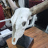 Decorative Resin Cow Skull