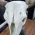 Decorative Resin Cow Skull