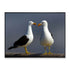 Gulls Framed Canvas Print 60x45